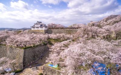 山陰山陽初心春櫻旅｜島根貓號．海景甜點列車｜櫻百選斐伊川堤．津山城．宮島出雲．千光寺．足立美術館．玉造溫泉｜廣島6日