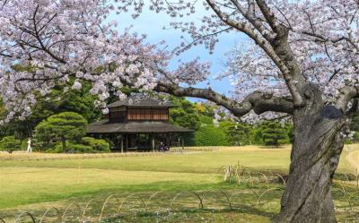 春櫻四國松山|百選賞櫻景點~松山城.岡山後樂園.栗林公園.金刀比羅宮.今治毛巾.道後溫泉街.烏龍麵DIY五日