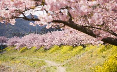 東京旅遊｜河津櫻花祭.伊豆全景纜車.天晴號遊船.三島大吊橋.涉谷SKY展望台.雙溫泉五日｜晚去晚回｜高雄來回