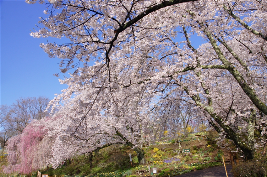 東北旅遊~直飛青森|弘前公園.角館武家屋敷.銀山溫泉街.船岡城跡公園.嚴美溪.中尊寺.松島遊船.燒肉吃到飽.溫泉五日