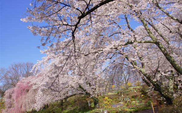 東北旅遊~直飛青森|弘前公園.角館武家屋敷.銀山溫泉街.船岡城跡公園.嚴美溪.中尊寺.松島遊船.燒肉吃到飽.溫泉五日