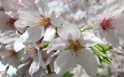 賞櫻預購折2000｜花現釜邱鎮秘境遊｜鎮海春櫻絕美仙境·櫻花隧道～海雲台迎月·海雲台海岸列車賞櫻·(一站購物彩妝)五日