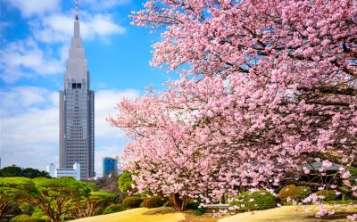 東京旅遊｜台灣虎航｜春櫻｜賞櫻名所～新宿御苑.上野恩賜公園.新倉山淺間公園.迪士尼.新宿逛街五日｜高雄來回