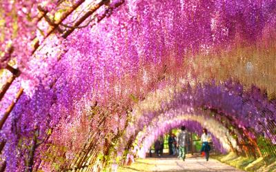 紫藤九州｜紫藤花限定.河內藤園.黑毛和牛.柳川遊船.門司港散策.湯布院~金鱗湖.太宰府溫泉五日【高雄直飛】