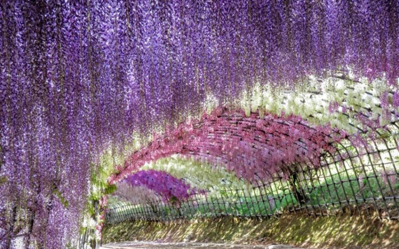 九州旅遊|紫藤絕景河內藤園.海之中道粉蝶花.鐵道博物館.螃蟹吃到飽溫泉五日