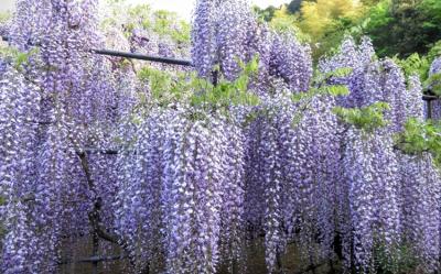 九州旅遊|紫藤花VS杜鵑花.久住花公園~花海美景.金鱗湖.天滿宮.雙溫泉五日｜大分