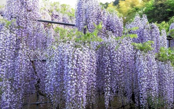 九州旅遊|紫藤花VS杜鵑花海美景.金鱗湖.天滿宮.雙溫泉五日｜大分