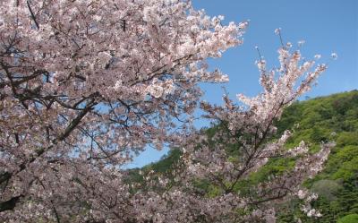 春櫻四國｜賞櫻名所～栗林公園.頓田川河堤畔櫻花.松山城.小豆島橄欖公園.採草莓五日｜台中出發