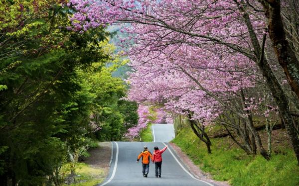 台中旅遊｜【2025武陵農場櫻花季】櫻豔高山農場‧陶醉櫻花雨～紅粉佳人武陵農場‧粉色仙境福壽山農場二日