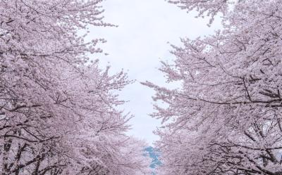 花現首爾｜清州明洞城安街.浪漫春櫻集散地.總統級園景.恩平韓屋村(一站購物彩妝)五日