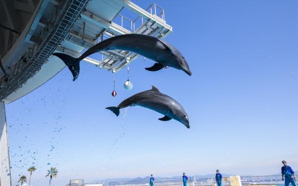 九州旅遊|人氣由布院之森.海之中道水族館.鶴見岳空中纜車.和牛長腳蟹吃到飽.保住雙溫泉五日