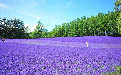 客製｜北海道~薰衣草富良野浪漫遊.小樽.旭山動物園.迷你小團5日【專屬包車】天天出發※不含機票