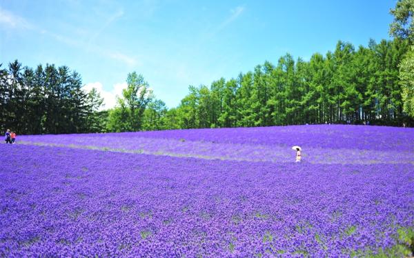 客製｜北海道~薰衣草富良野浪漫遊.小樽.旭山動物園.迷你小團5日【專屬包車】天天出發※不含機票