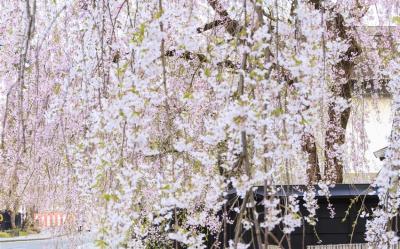 花卷旅遊｜春櫻百選雪迴廊｜櫻花名所~北上展勝地.角館武家屋敷.弘前公園.奧入瀨溪流.松島遊船.秋田鐵道.3晚溫泉五日