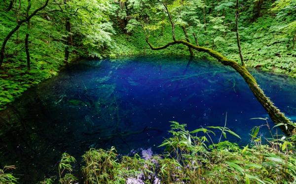 三零深度東北青森旅遊|奧入瀨溪.白神山地.清池.銀山溫泉街.猊鼻溪遊船.合掌村.和牛.採果.溫泉八日