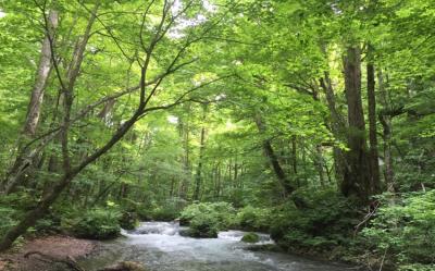 花卷旅遊｜白石川堤一目千本櫻．北上展勝地．奧州小京都角館、檜木內川堤櫻花．賞櫻百選弘前城．溫泉五日｜保證入住一晚五星