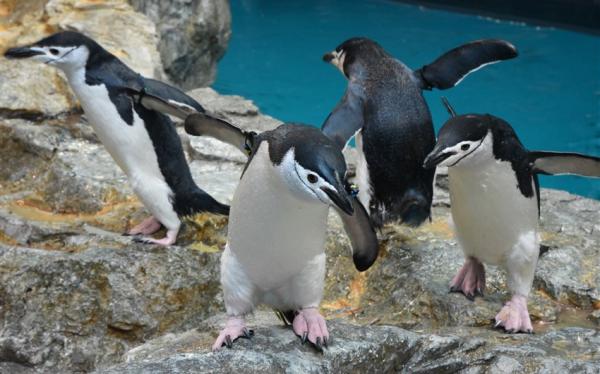 暑假折2千|九州由布院之森.企鵝水族館.別府纜車.自然野生動物園.三大蟹溫泉五日