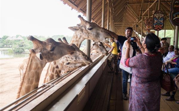 泰國｜曼谷塞福瑞野生動物園、海洋公園、水上泡泡屋咖啡廳、吞武里海鮮市場、米其林推薦5日｜兩人成行