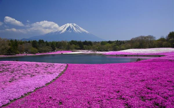 東京旅遊｜台灣虎航｜富士芝櫻祭.迪士尼.山中湖遊覽船.御殿場OUTLET.台場購物五日｜高雄來回