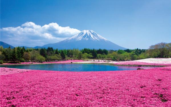 東京旅遊｜富士芝櫻.箱根鐵道.大涌谷.登上晴空塔.御殿場OUTLET.迪士尼五日｜高雄來回