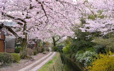 大阪旅遊｜春櫻京阪神奈~日本環球影城瑪利歐.清水寺.蹴上傾斜鐵道.東大寺.哲學之道五日｜高雄來回