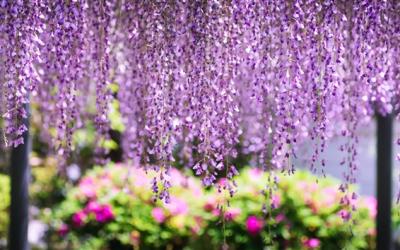 關西京阪神奈｜紫藤花瀑布~萬葉植物園.宇治平等院.阿倍野300展望台.átoa水族館.京福電鐵.燒肉遊船五日｜神進阪出