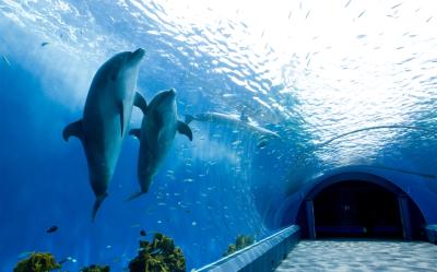 兒童最高省萬元｜東京迪士尼雙樂園.澀谷展望台.八景島水族館.和牛.螃蟹.敘敘苑燒肉.五星美食遇見莓好五日