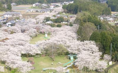 連休春櫻|南北九州賞櫻名所.高千穗峽.日南太陽花園.櫻島渡輪.仙巖園.雙溫泉五日