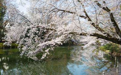 特選東京｜春櫻｜賞櫻名所～井之頭恩賜公園.新宿御苑.川越古街散策.燒肉吃到飽.半自助五日｜高雄來回