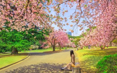 春櫻東京旅遊｜東京迪士尼.箱根鐵道賞櫻.新宿御苑.隅田川櫻花.小田原城.新宿購物.美食溫泉五日