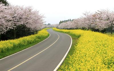 賞櫻預購折2000｜濟州旅遊｜春天最美道路~鹿山路.金黃花毯山房山.全新小熊軟糖世界(一站購物彩妝)5日