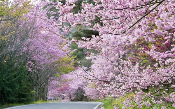 武陵櫻花季｜早鳥折1000．武陵農場、武嶺、梨山楓之谷、福壽山連泊三日｜高雄台南