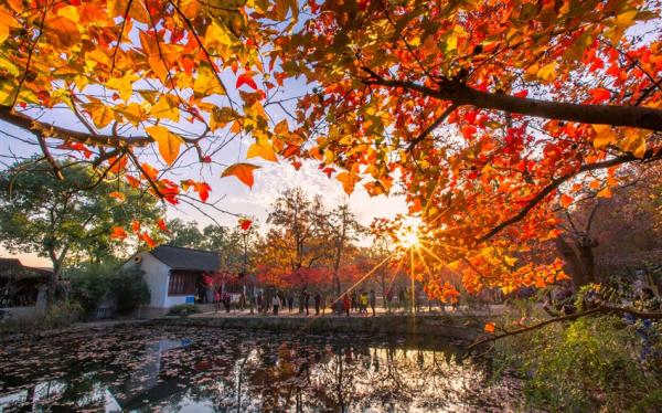 玩樂蘇州|四大賞楓勝地~天平古楓🍁、拙政園、寒山寺、上海自由行5日●秋賞一日遊、2人成行、eSIM上網