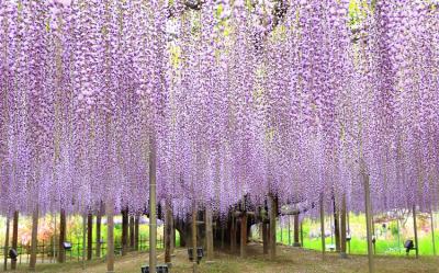 東京旅遊｜無自理餐｜日立粉蝶花.粉色芝櫻.浪漫紫藤花.日光東照宮.偕樂園.牛久大佛.美食溫泉五日｜高雄來回