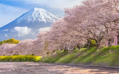 春櫻名古屋靜岡～SL大井川鐵道｜富士山櫻花絕景~岩本山.龍巖淵.日本平纜車.濱名湖遊船.牧之原茶園.岡崎城.螃蟹溫泉五日