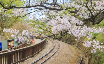 嘉義旅遊｜阿里山櫻花季.歐風佐登妮絲堡.春遊田尾百花.文化夜市.嘉義兆品二日｜大人囝仔