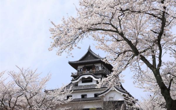 客製｜名古屋賞櫻吃飛騨牛.復古博物館.樂高樂園.鐘乳石洞.白鳥庭園迷你小團5日【專屬包車】天天出發※不含機票