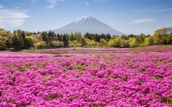 輕奢行｜期間限定!富士芝櫻季．2025濱名湖花卉節．SL蒸汽火車．天龍濱名湖鐵道．靜岡品茶雙溫泉7日