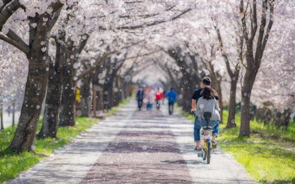 花現櫻花釜山旅遊｜粉嫩浪漫春櫻～鎮海櫻花慶典～余佐川羅曼史橋＆慶和火車站．海雲台膠囊列車＆櫻花大道．海東龍宮寺五日｜高雄