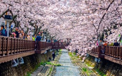 花現釜山鎮海旅遊｜小王子的櫻花林.羅曼史橋櫻花.溫泉川櫻花散步路.天空膠囊列車.大渚油菜花毯(一站購物彩妝)五日