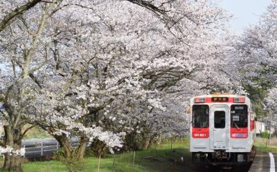 春櫻九州旅遊|浦之崎櫻花車站.豪斯登堡.螃蟹酒水暢飲.長崎夜景溫泉五日