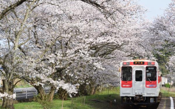 第2人折3000｜春櫻九州｜櫻花名所.豪斯登堡.松浦櫻花鐵道.叮叮車.長崎夜景.溫泉五日｜高雄直飛