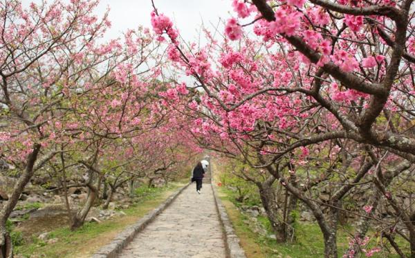 過年折3,000｜夜訪美國村燈祭．櫻花紛紛．琉球王國．美麗海．美食四日｜保住2晚美國村