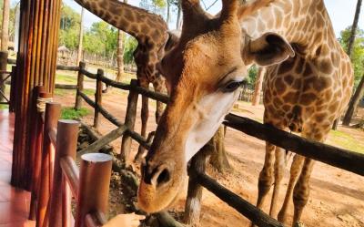 越南旅遊｜【星宇直飛富國島5日】親子共遊野生動物園士.珍珠樂園.富國大世界.香島跨海纜車.全程五星