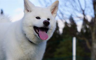 花卷省最大|忠犬小八故鄉~秋田犬之鄉.締結良緣~君待坂公園.神秘地底青湖～龍泉洞.燒肉吃到飽五日|三晚溫泉