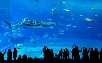 女王搶購.沖繩旅遊｜美麗海水族館～海豚秀.北谷町美國村.希臘風情瀨長島.二日自由活動五日｜台中出發