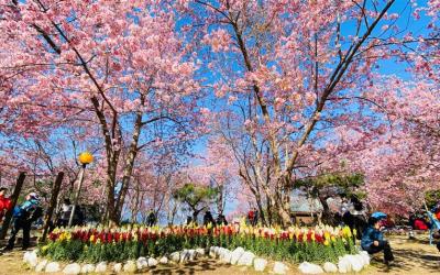 雙12第二人折612│桃園│恩愛農場賞櫻、神木步道、羅浮溫泉泡足湯、台版嵐山義興吊橋、無自理餐二日│高雄台南嘉義出發