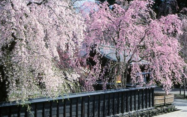 輕奢旅│東北賞櫻百選名景弘前公園．日本街道百選十和田市官廳街通駒街道．秘湯強首溫泉．三鐵道7日