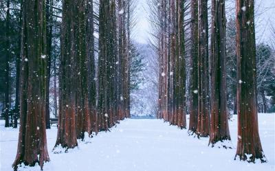 冬遊首爾｜保住鬧區飯店．滑雪體驗．暢玩樂天世界．景福宮韓服體驗．星空圖書館．南怡島雪景．跆拳秀(一站購物彩妝)五日｜高雄