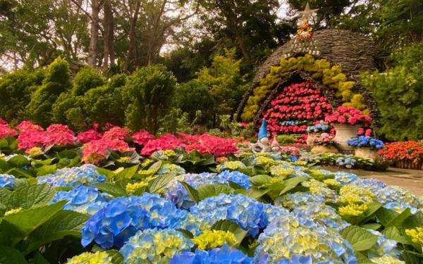 苗栗旅遊｜季節限定.花露繡球季.苗栗特色館.芋頭大福DIY一日｜大人囝仔